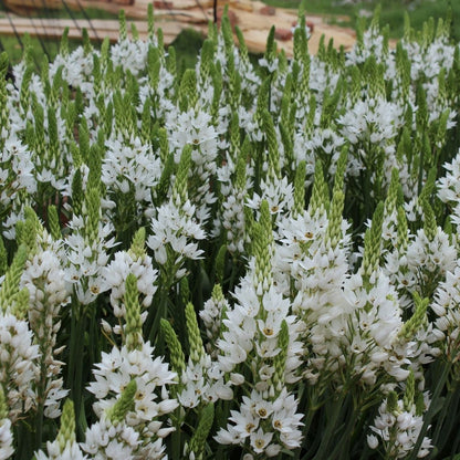 Ornithogalum - White (Large) - 25 bulbs p-pack (21)