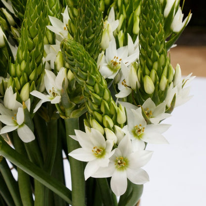 Ornithogalum - White (Large) - 25 bulbs p-pack (21)
