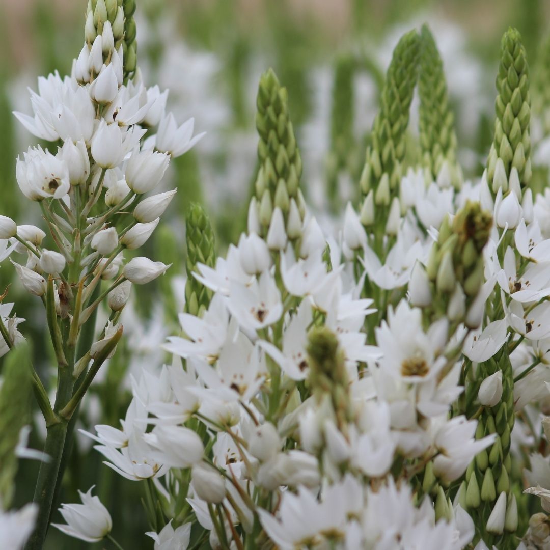Ornithogalum - White (Large) - 25 bulbs p-pack (21)