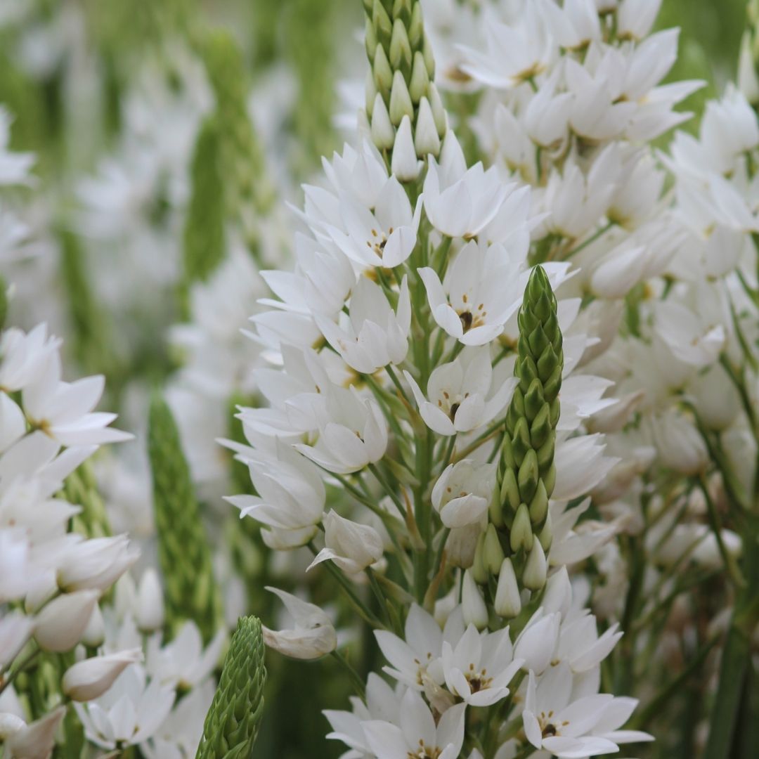 Ornithogalum - White (Large) - 25 bulbs p-pack (21)