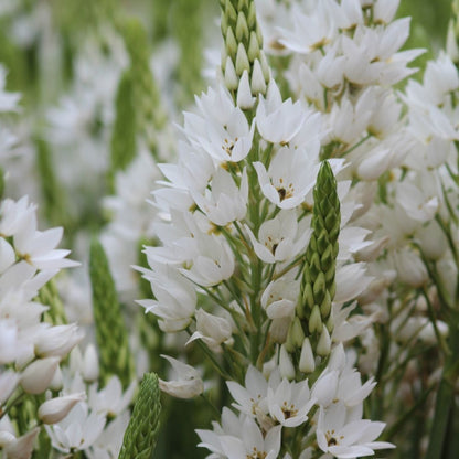 Ornithogalum - White (Large) - 25 bulbs p-pack (21)