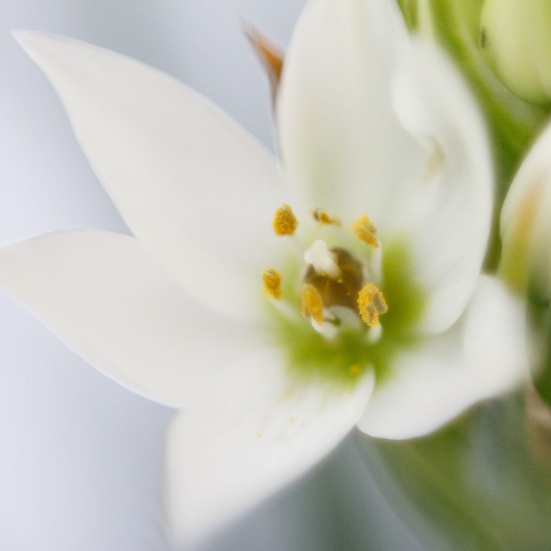 Ornithogalum - White (Large) - 25 bulbs p-pack (21)