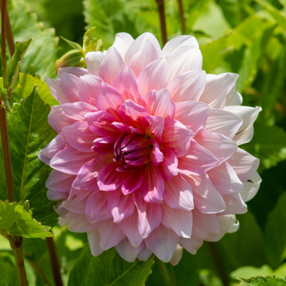 Dahlia Dinner Plate - Otto's Thrill - 1 bulb p-pack (565)