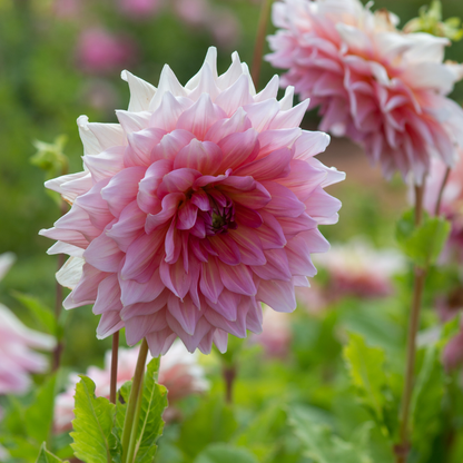 Dahlia Dinner Plate - Otto's Thrill - 1 bulb p-pack (565)