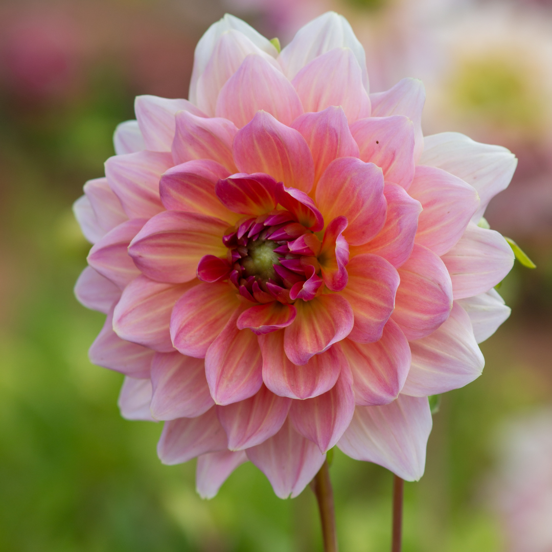 Dahlia Dinner Plate - Otto's Thrill - 1 bulb p-pack (565)