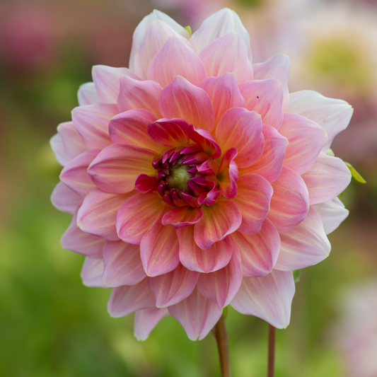 Dahlia Dinner Plate - Otto's Thrill - 1 bulb p-pack (565)