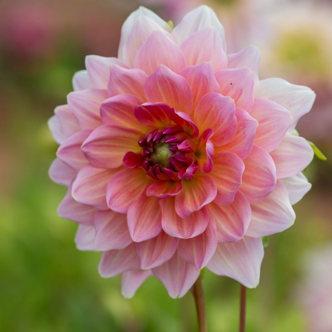 Dahlia Dinner Plate - Otto's Thrill - 1 bulb p-pack (565)