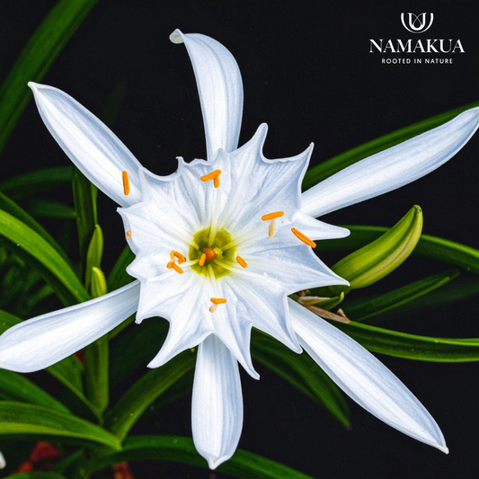 Pancratium maritimum - 5 bulbs p-pack