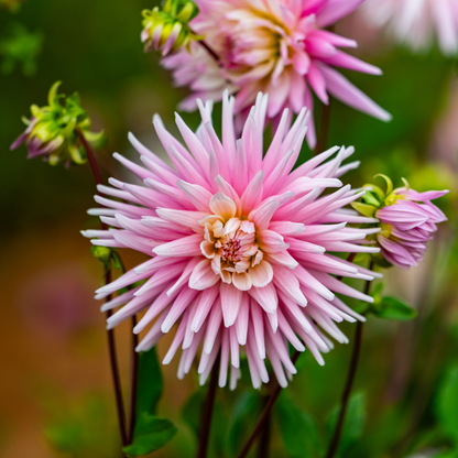Dahlia Border - Park Princess - 2 bulbs p-pack (464)