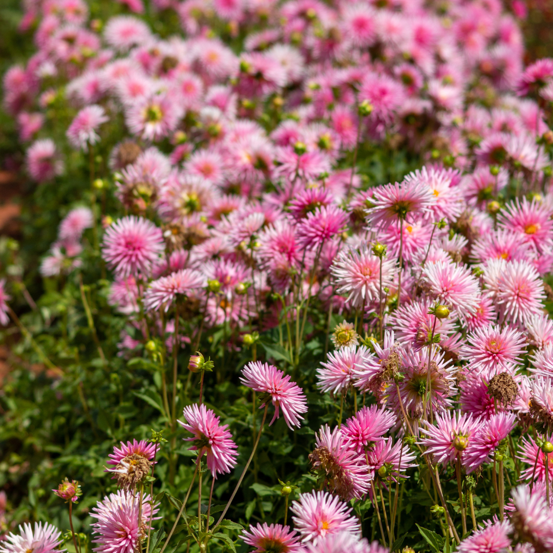 Dahlia Border - Park Princess - 2 bulbs p-pack (464)