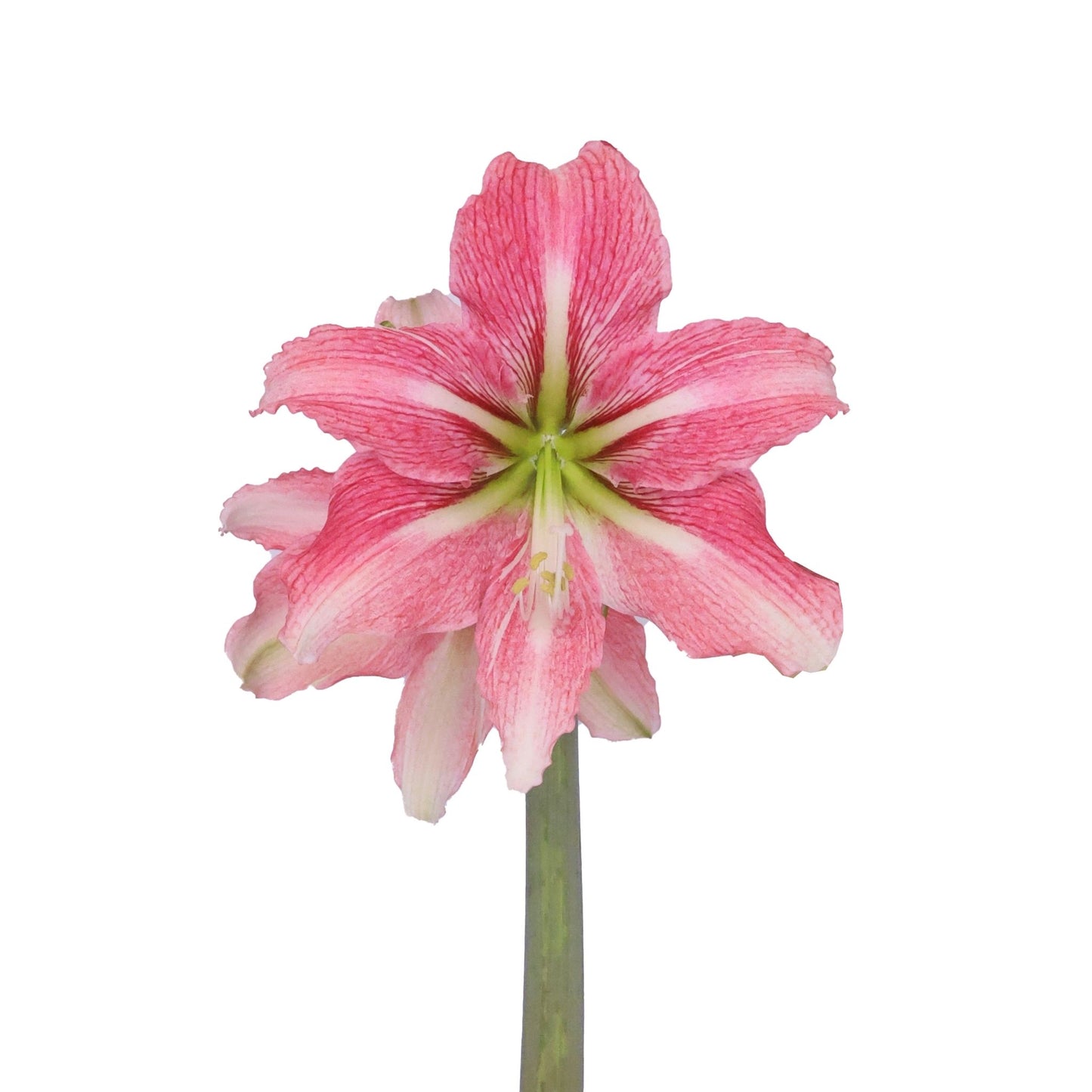 Amaryllis - Symphony Single - Phoenix - 1 bulb p-pack (4900)
