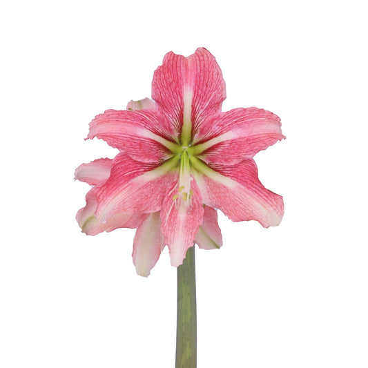 Amaryllis - Symphony Single - Phoenix - 1 bulb p-pack (4900)