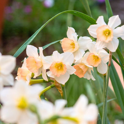 Daffodil-Narcissus - Pink Select - 5 bulbs p-pack (47)