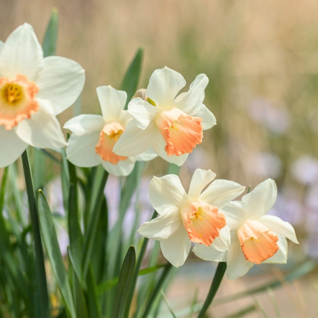 Daffodil-Narcissus - Pink Select - 5 bulbs p-pack (47)