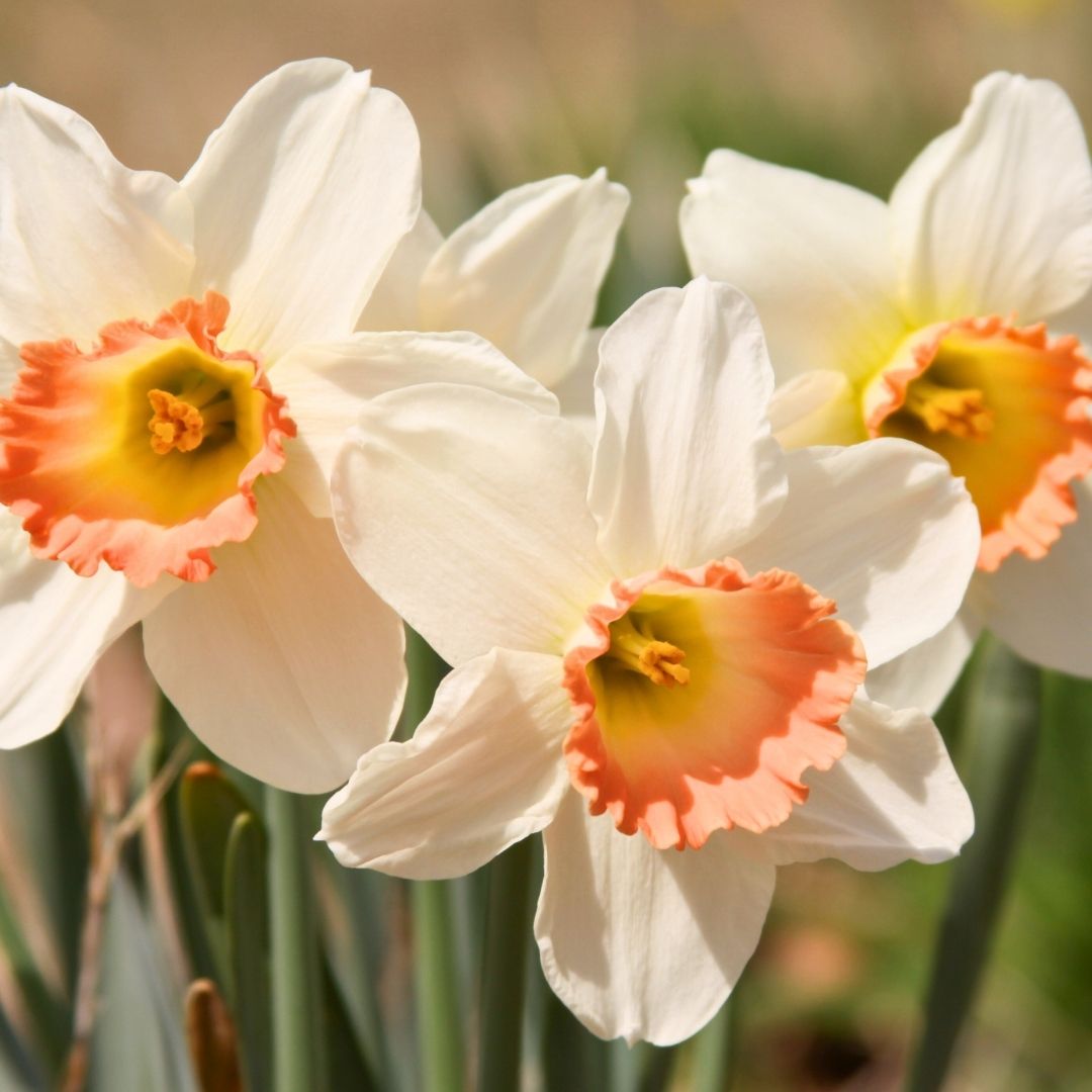 Daffodil-Narcissus - Pink Select - 5 bulbs p-pack (47)