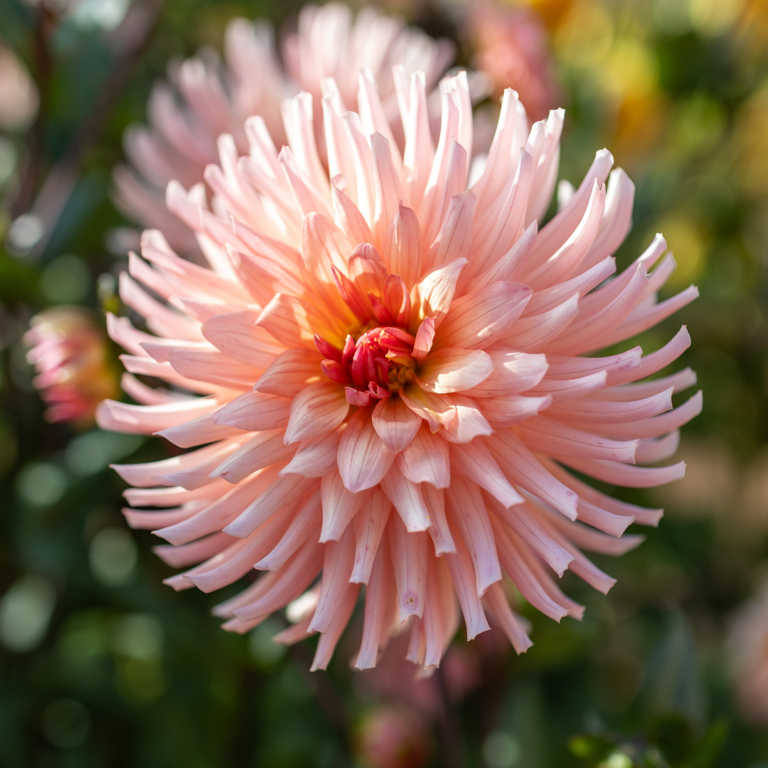 Dahlia Cactus - Preference - 1 bulb p-pack (6062)