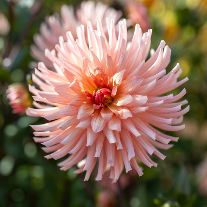 Dahlia Cactus - Preference - 1 bulb p-pack (6062)