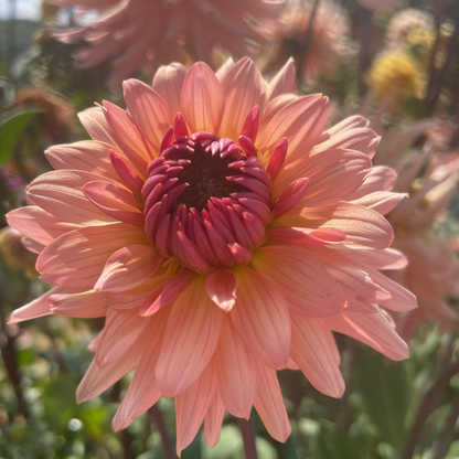 Dahlia Cactus - Preference - 1 bulb p-pack (6062)