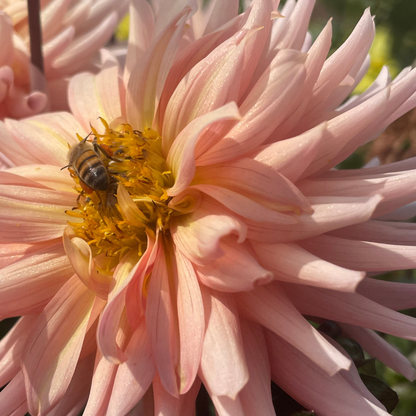 Dahlia Cactus - Preference - 1 bulb p-pack (6062)