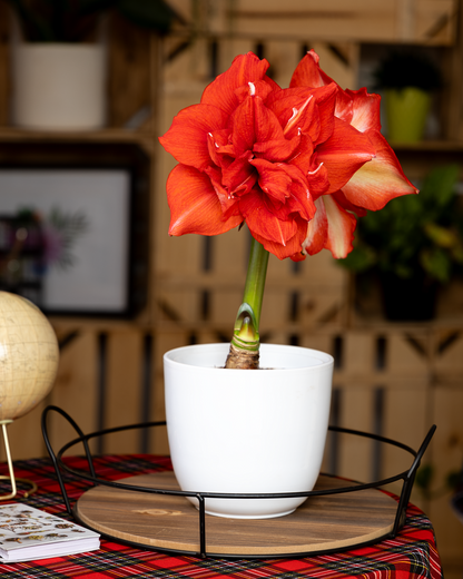 Amaryllis Symphony Double - Ragtime™ - 1 bulb p-pack (440)