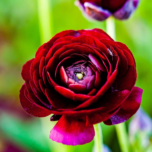Ranunculus - Mahogany- 25 bulbs p-pack (104)