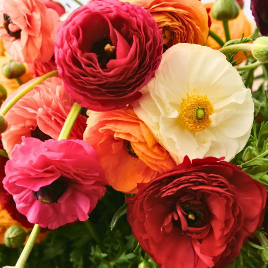 Ranunculus - Mixed - Economy - 50 bulbs p-pack (92)