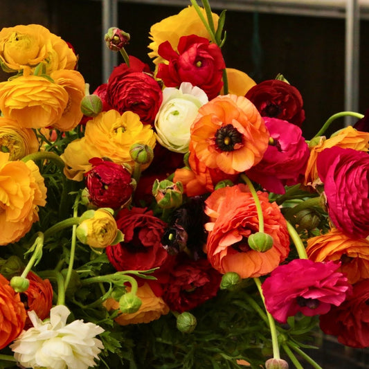Ranunculus Mixed - Large - 15 bulbs p-pack (90)
