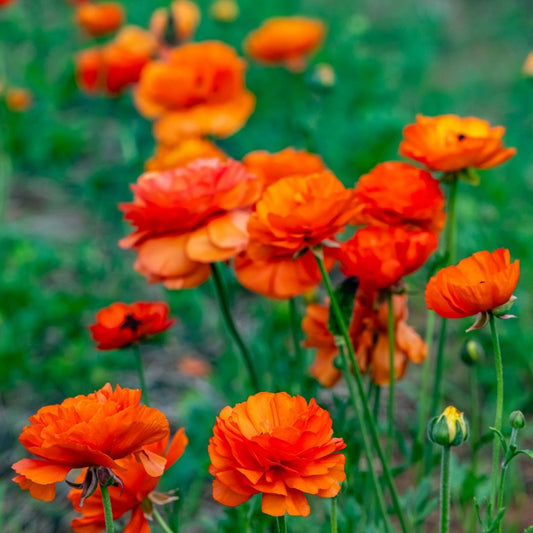 Ranunculus - Orange - 25 bulbs p-pack (96)