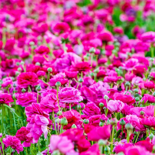 Ranunculus - Pink - 25 bulbs p-pack (99)