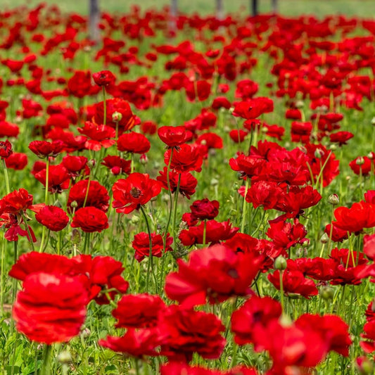 Ranunculus - Red - 25 bulbs p-pack (95)