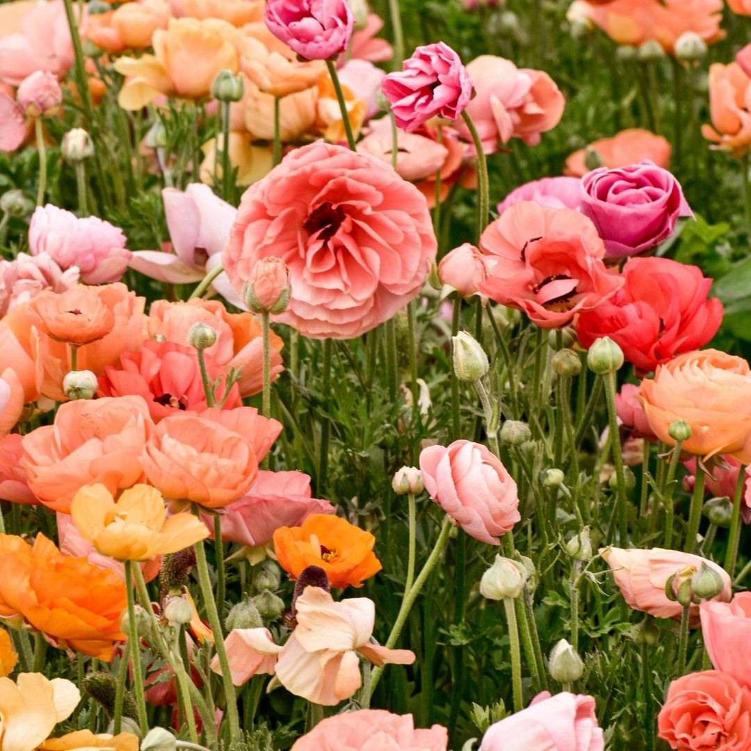 Ranunculus - Salmon - 25 bulbs p-pack (102)
