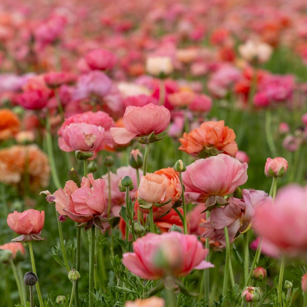 Ranunculus - Salmon - 25 bulbs p-pack (102)