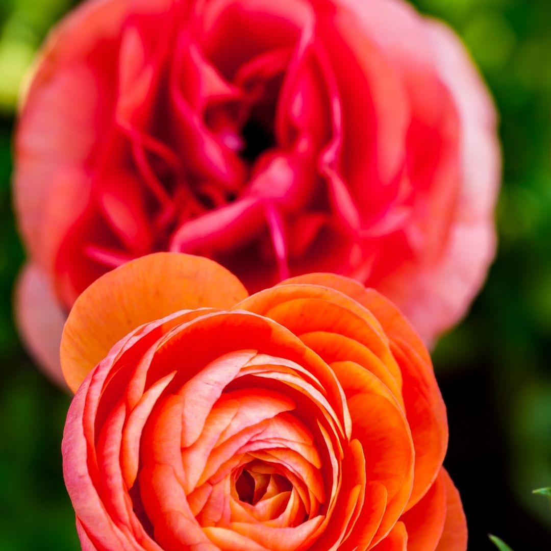 Ranunculus - Salmon - 25 bulbs p-pack (102)
