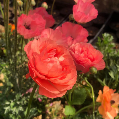 Ranunculus - Salmon - 25 bulbs p-pack (102)