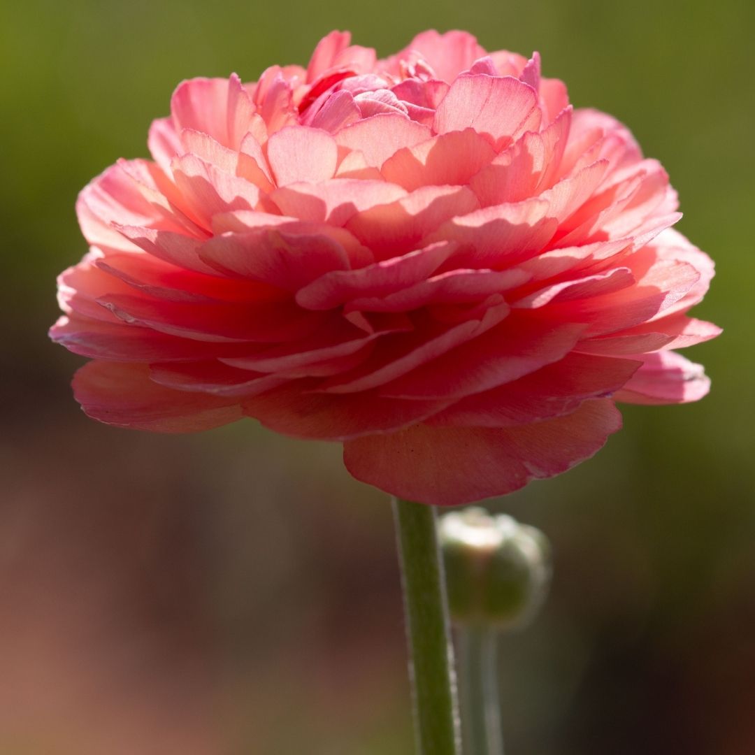 Ranunculus - Salmon - 25 bulbs p-pack (102)