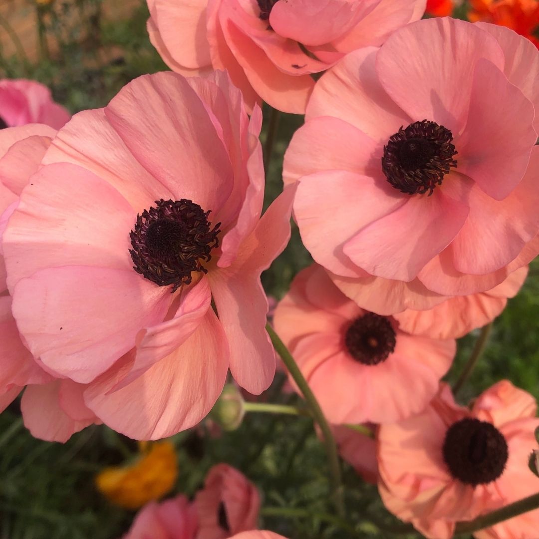 Ranunculus - Salmon - 25 bulbs p-pack (102)