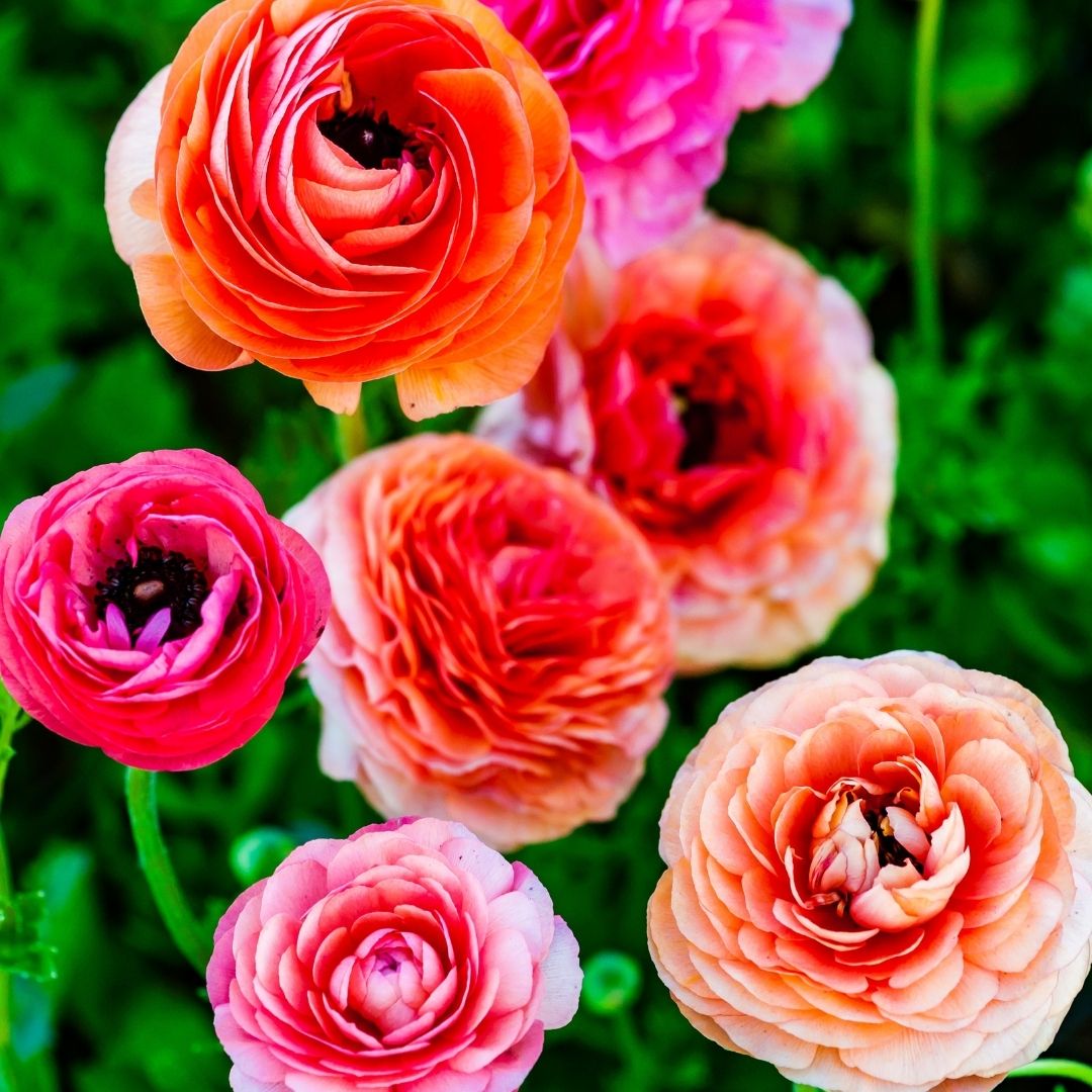 Ranunculus - Salmon - 25 bulbs p-pack (102)