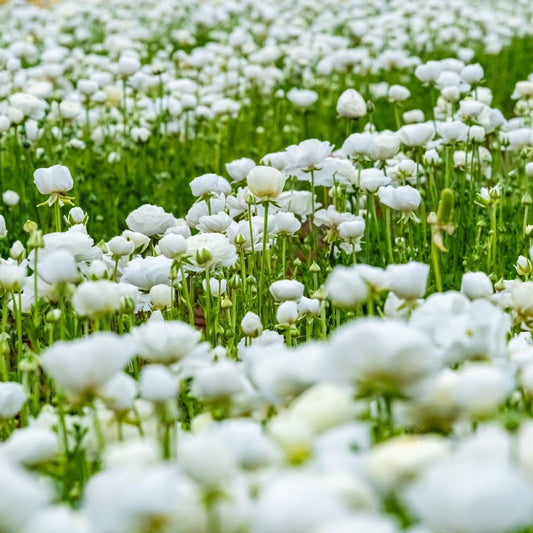 Ranunculus - White - 25 bulbs p-pack (98)