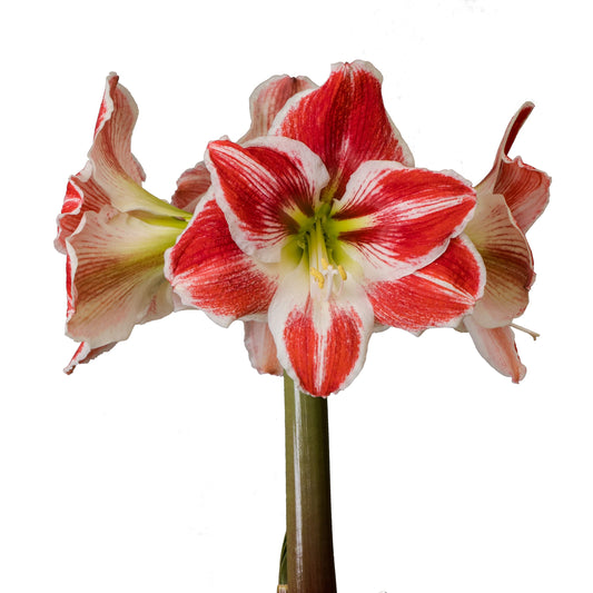 Amaryllis Symphony Single - Razzle Dazzle - 1 bulb p-pack (475)