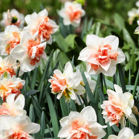Daffodil-Narcissus - Replete (Double) - 5 bulbs p-pack (254)