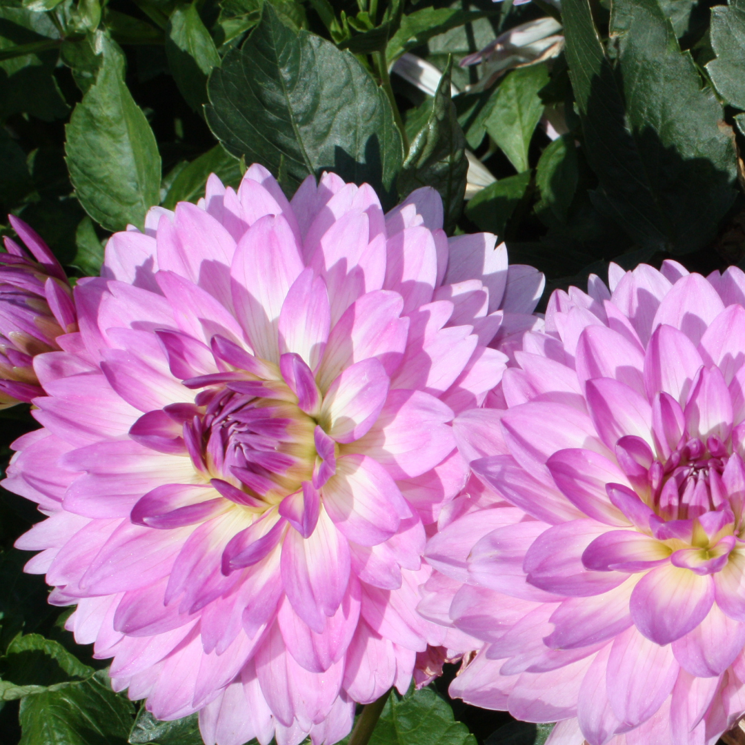 Dahlia Terrace - Rumba - 2 bulbs p-pack (763)