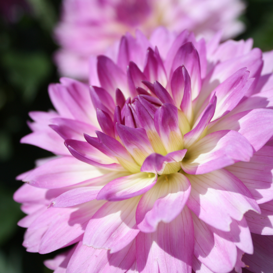Dahlia Terrace - Rumba - 2 bulbs p-pack (763)