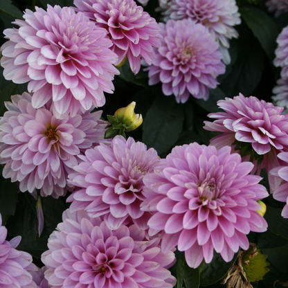 Dahlia Terrace - Rumba - 2 bulbs p-pack (763)