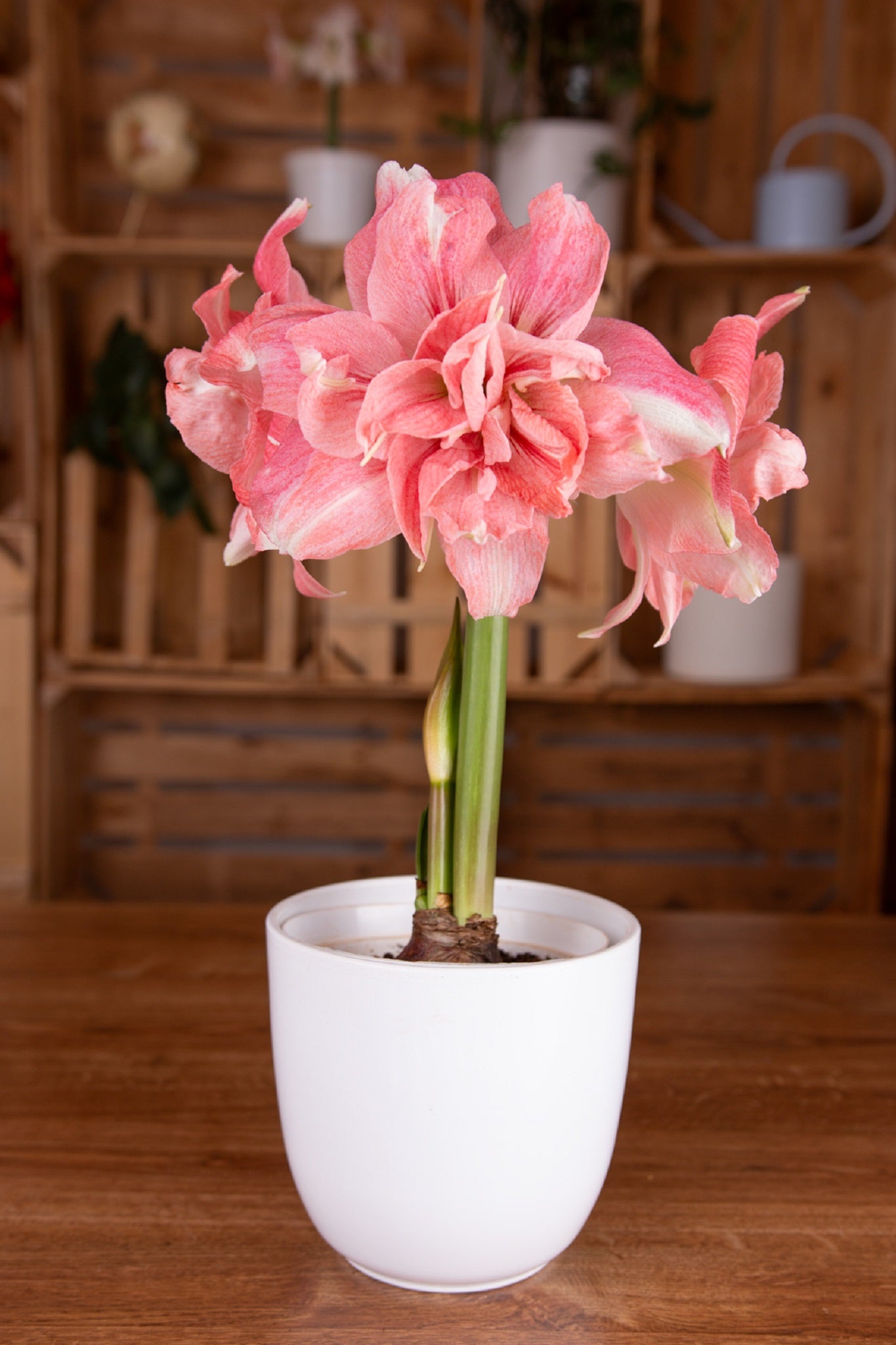 Amaryllis Symphony Double - Rozetta™ - 1 bulb p-pack (465)