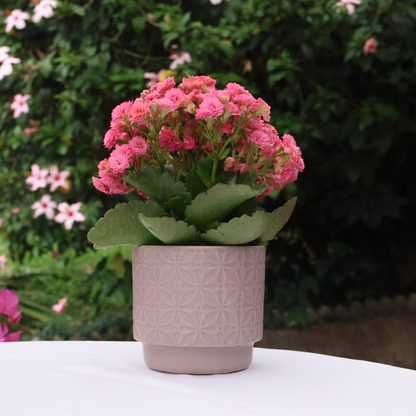 1x Ceramic Pot - Saar - Various Options