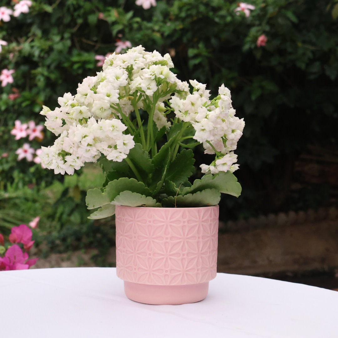 1x Ceramic Pot - Saar - Various Options