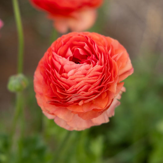 Ranunculus - Salmon - 25 bulbs p-pack (102)