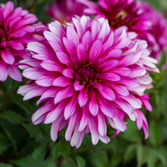 Dahlia Terrace - Salsa - 2 bulbs p-pack (779)