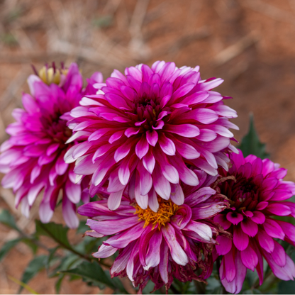 Dahlia Terrace - Salsa - 2 bulbs p-pack (779)
