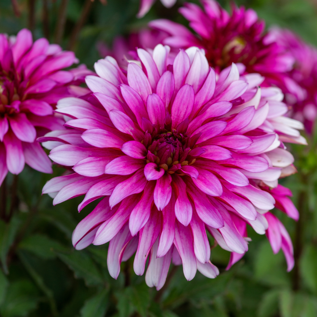 Dahlia Terrace - Salsa - 2 bulbs p-pack (779)